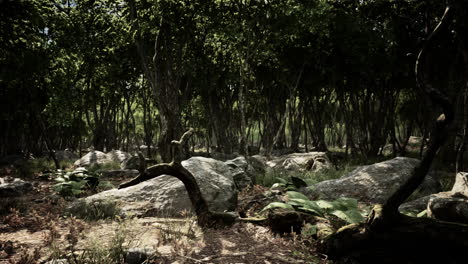 Raíces-De-Un-árbol-En-Un-Bosque-Brumoso