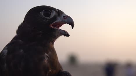 Primer-Plano-De-La-Cabeza-De-Halcón-En-La-Naturaleza-Del-Desierto-En-Cámara-Lenta