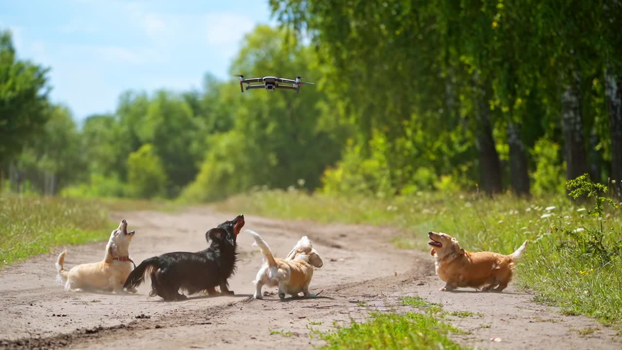 Dogs jumping outdoors. Funny pets bark on the drone flying in the air and try to catch it. Group of pedigree dogs playing in nature.