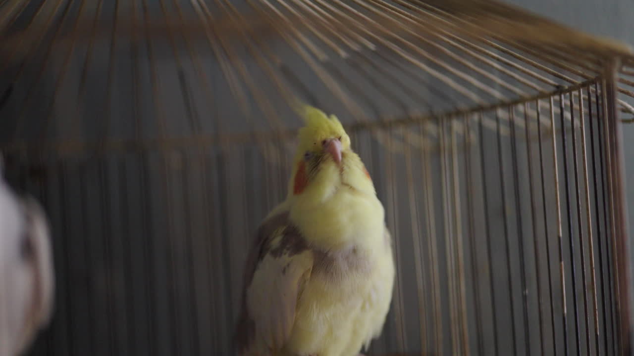 Yellow cockatiel Nymphicus hollandicus with orange cheek patches and erect crest stands on wooden perch inside tall vintage wire cage, soft ambient light highlighting feather texture and curious gaze
