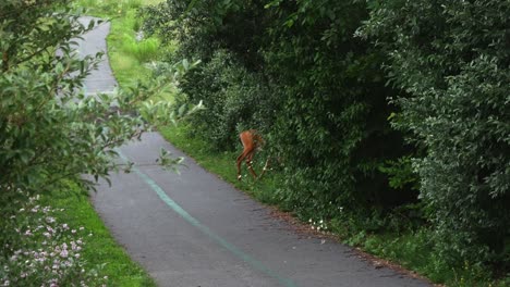 Eine-Lebendige-Aufnahme-Eines-Fauns,-Der-Von-Einem-Gehweg-In-Den-Wald-Geht