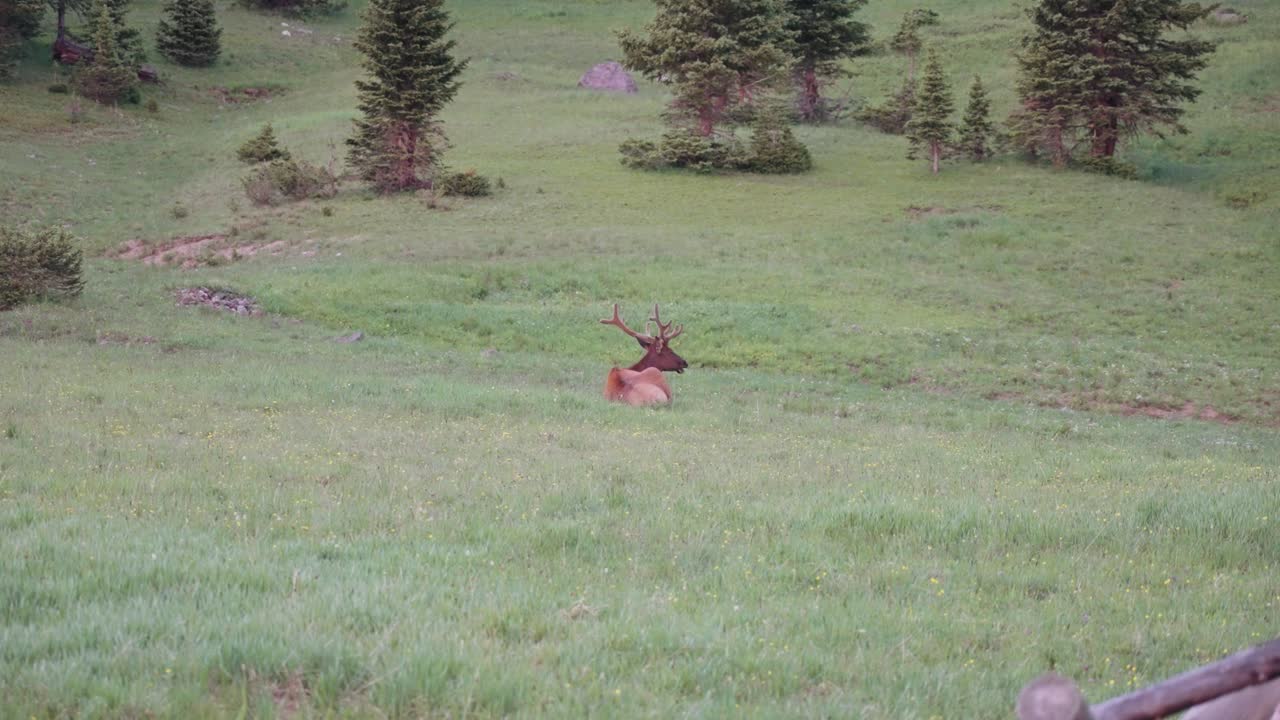 alces en el parque nacional de las montañas rocosas