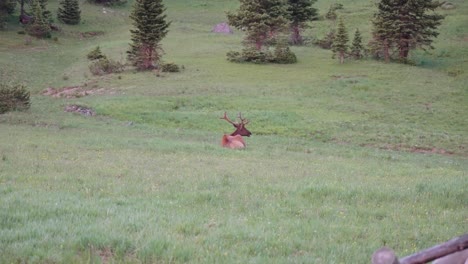 Elch-Im-Rocky-Mountain-Nationalpark