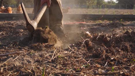 man digging with a shovel in the ground to extract sweet potatoes in an organic garden in slow motion creating sunbeams with the dust that rises