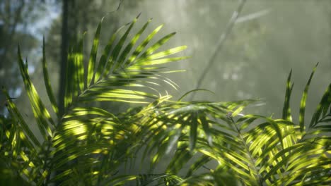 bright light shining through the humid misty fog and jungle leaves