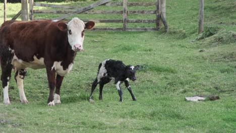 first few steps of a recently born calf