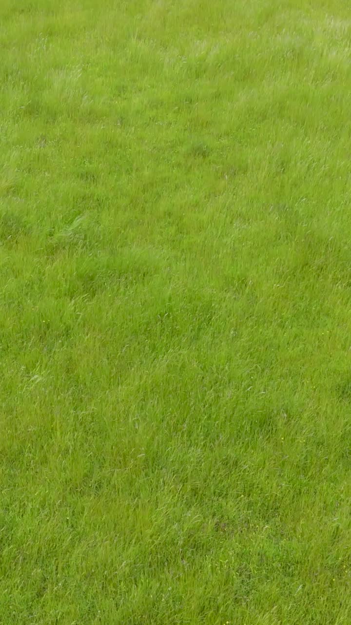A vertical shot of a low drone flight reversing slowly over long grass swaying gently in the breezein an English field