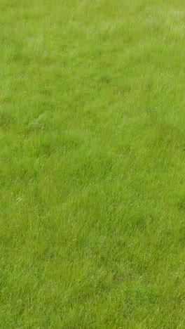 a vertical shot of a low drone flight reversing slowly over long grass swaying gently in the breezein an english field