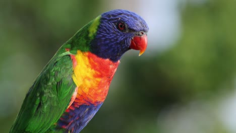 el loro vibrante se mueve y vocaliza en la percha
