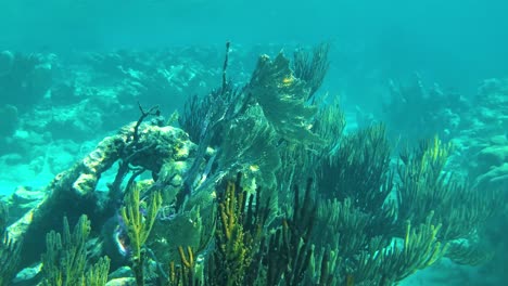 POV-Schwimmen-Zwischen-Korallenriffen-Unter-Wasser-Im-Karibischen-Meer,-Kristallklares-Wasser,-Atemberaubende-Szene