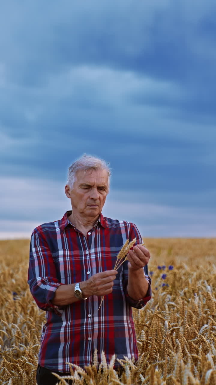 Elderly man stands in the yellow field contrasting with blue cloudy skies. Farmer holds few spikelets in his hands. Vertical video