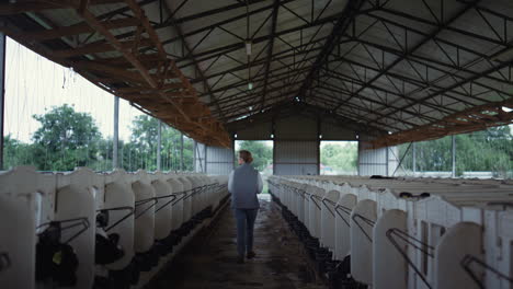 livestock manager walking cowshed aisle rear view. animal husbandry countryside