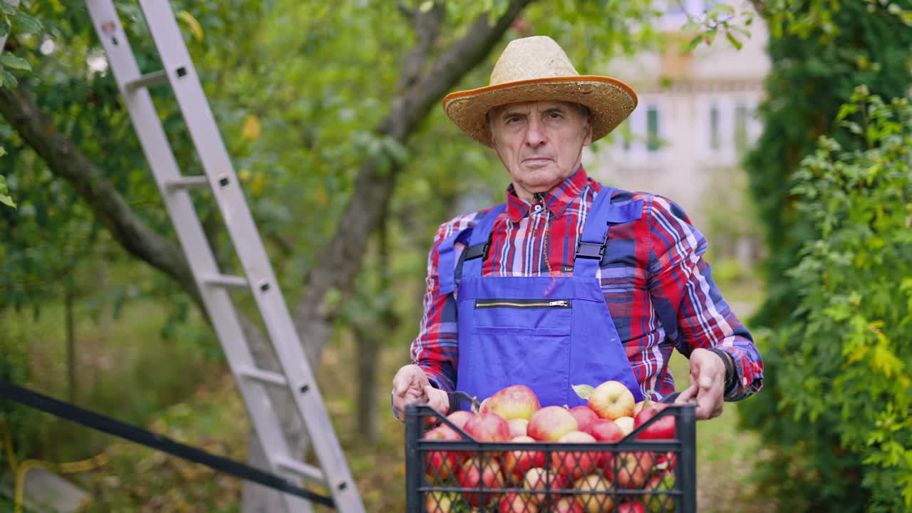 Farmer working with fresh fruits. Gardener holding busket full of apples.