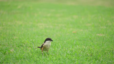 Alcaudón-De-Cola-Larga-Forrajeando-Atrapando-Y-Comiendo-Insectos-En-Una-Pradera-De-Hierba-Verde