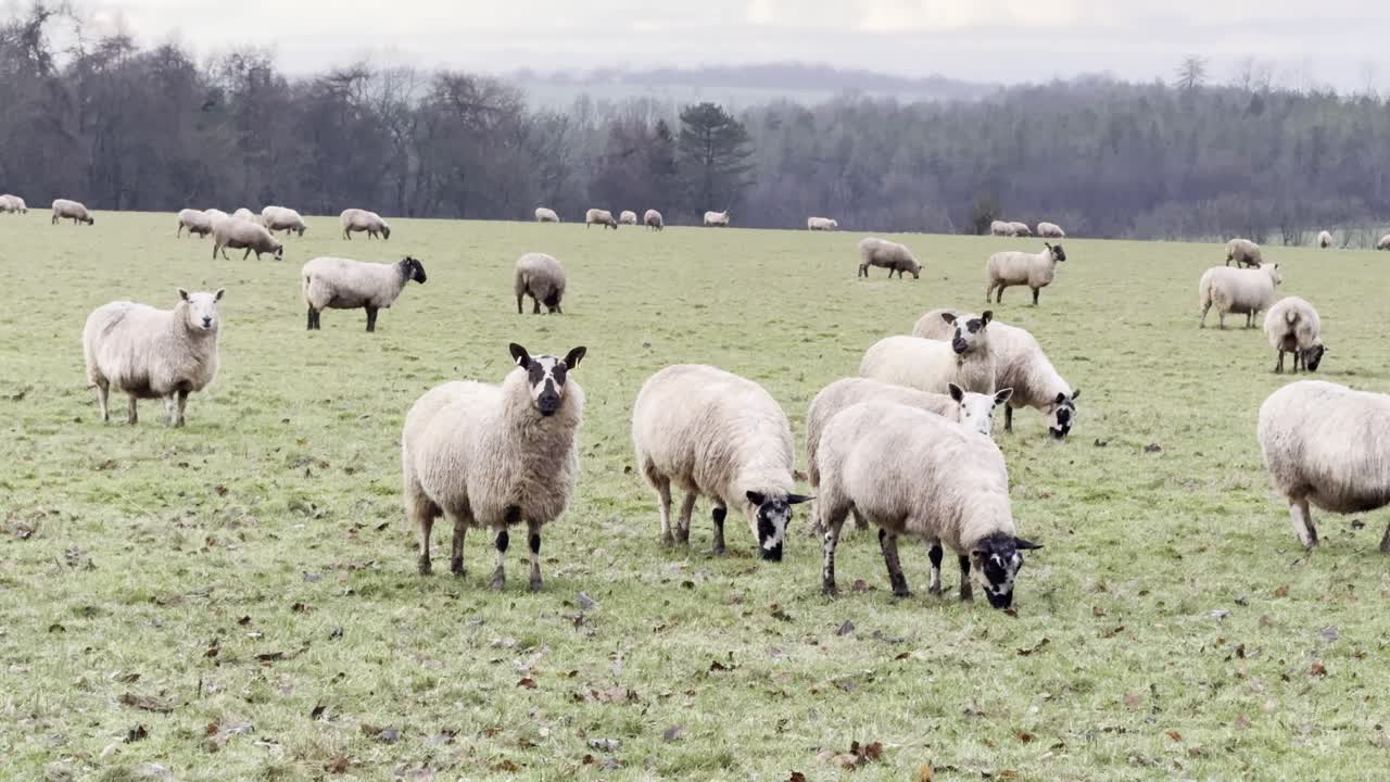 Gregge di pecore al pascolo in un pascolo aperto nella campagna inglese.