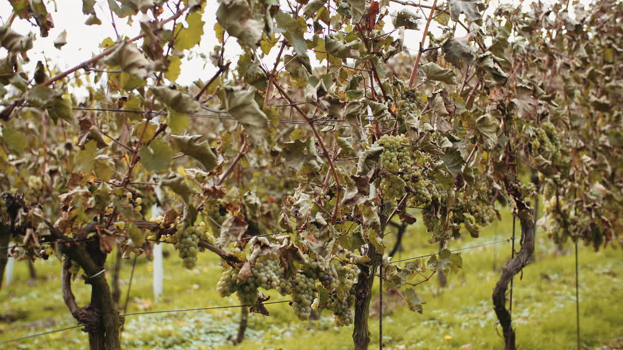 uvas maduras viñedo otoño producción de vino 3