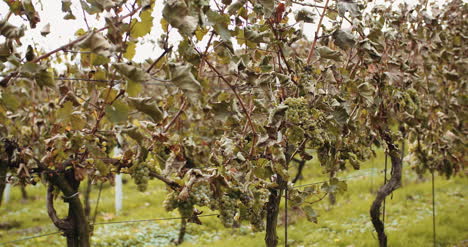 Uvas-Maduras-Viñedo-Otoño-Producción-De-Vino-3