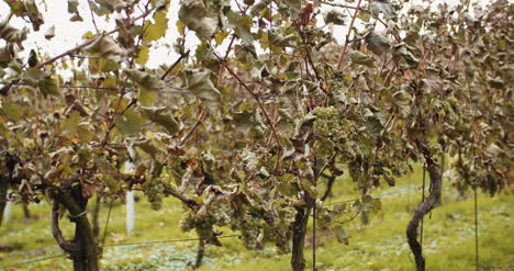 Ripe Grapes Vineyard Autumn Wine Production 3
