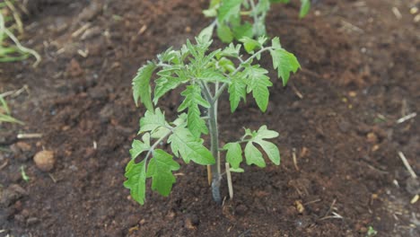 planta de tomate recién trasplantada al suelo.
