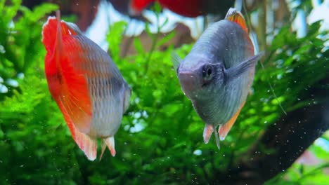 Colorful-fish-swimming-in-a-lush-green-aquarium,-close-up-view