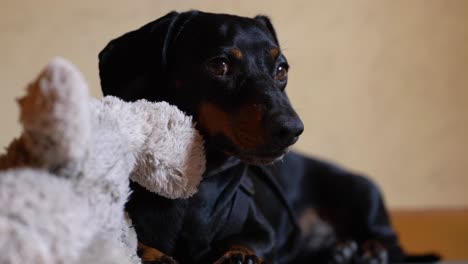 miniature dachshund - sleepy badger dog look into the camera while lying on the floor