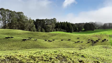 cows running in a beautiful green field from one side to the other with trees, blue skies and some clouds in the horizon.