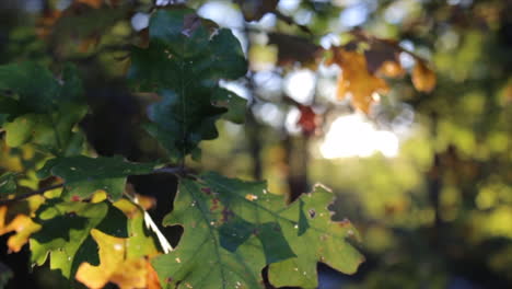 la luz del sol se transmite detrás de los bosques durante la mañana soleada