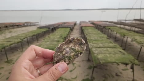 pov, hand who holds an oyster and crosses while walking through aquaculture farm facilities