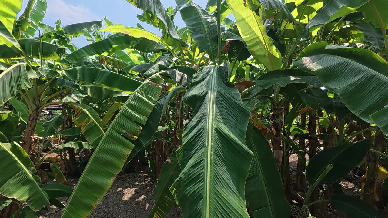 This video shows a sprawling banana plantation with numerous lush and healthy banana trees. The vibrant plants, still in their early growth stage, are a testament to a flourishing and bountiful farm