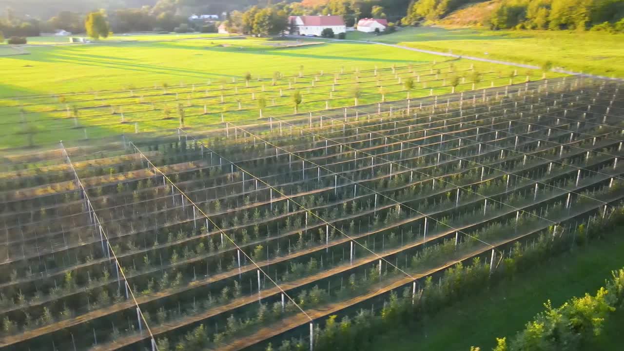 Apple orchard near the city in Europe, Slovenia