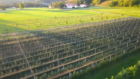 apple orchard near the city in europe, slovenia