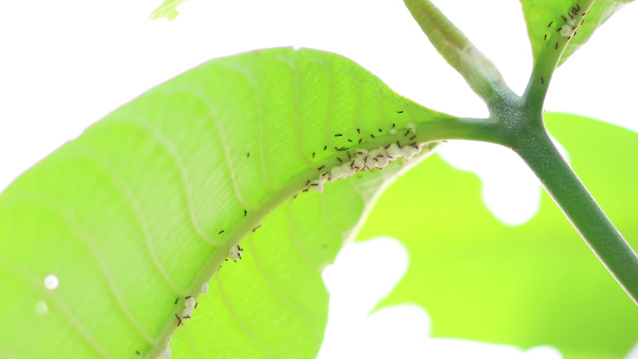 녹색 잎 을 따라 움직이는 개미 들