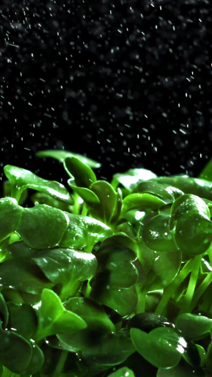Gocce d'acqua in slow motion che cadono su microgreens freschi e verdi