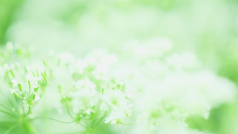 delicate white flowers in soft green