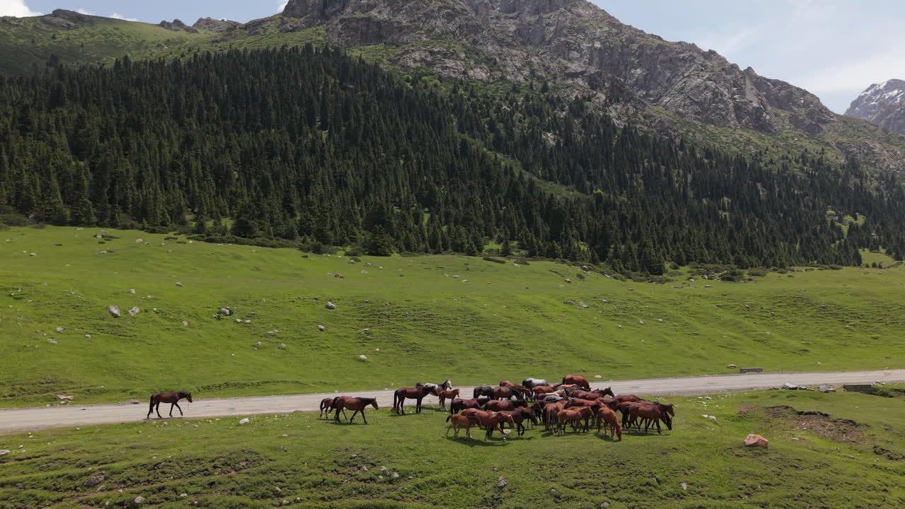 Horses And Farm Animals On Vast Green Plains In Kyrgyzstan, Central Asia. Aerial Pullback Shot