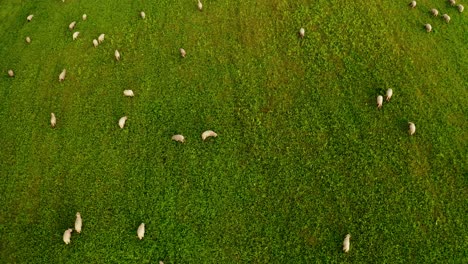 aerial over the sheep herd