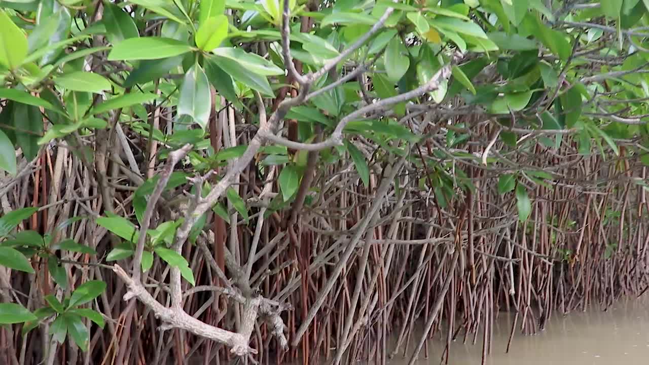 mangrove forests with sea backwater from flat angle video is taken at mangrove forest chidambaram tamilnadu india. it is one of the world largest mangrove forests.