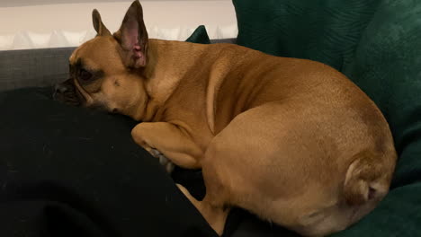 adorable french bulldog relaxing on a sofa