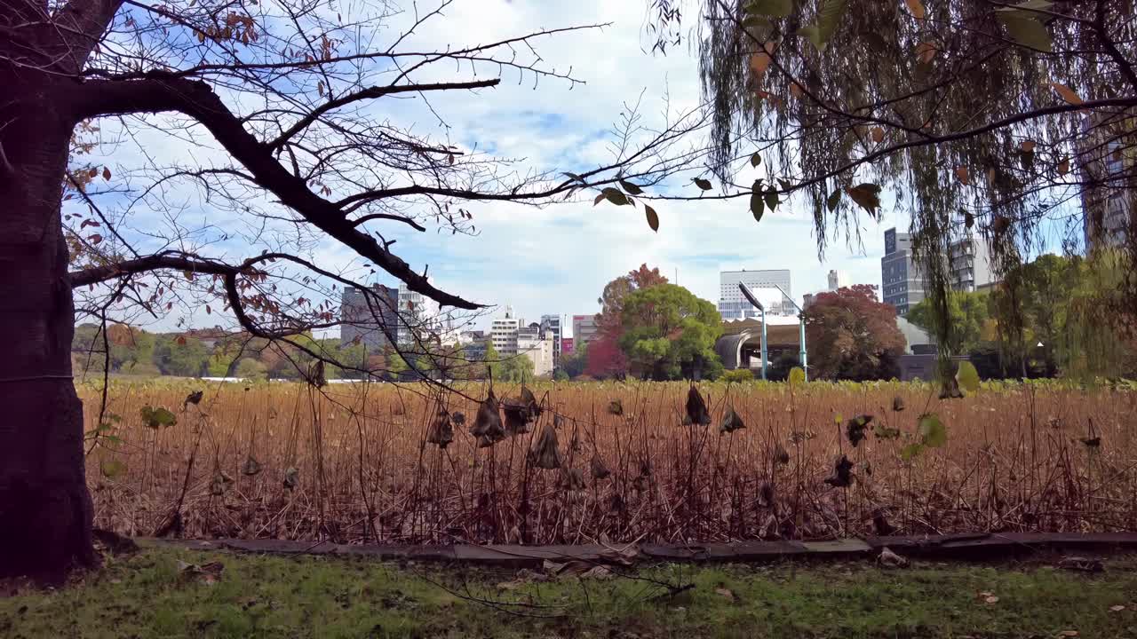 una sección pintoresca del parque ueno, el parque de la ciudad más popular de japón
