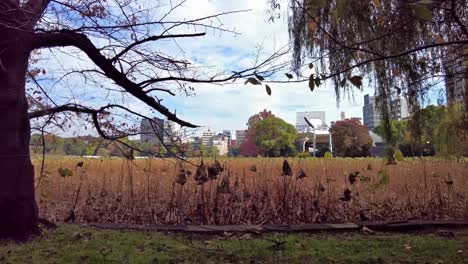 Una-Sección-Pintoresca-Del-Parque-Ueno,-El-Parque-Urbano-Más-Popular-De-Japón