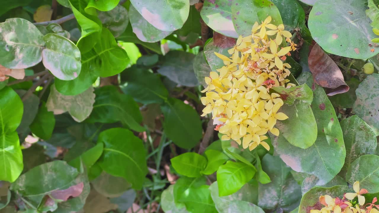 Cámara orbitando alrededor de un vibrante grupo de flores de Ixora amarilla (Ixora coccinea) rodeadas de hojas verdes anchas, capturadas con luz natural suave, con rica textura y profundidad de jardín tropical.