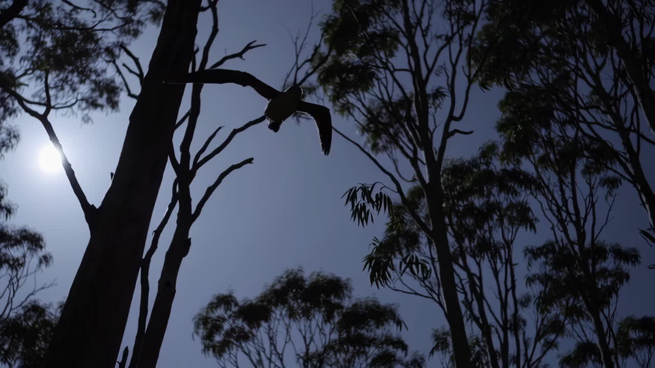 Birds Flying Amongst Trees