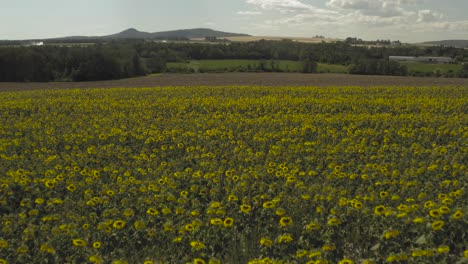 aerial flight over bright vibrant sunflowers reveal cultivated field