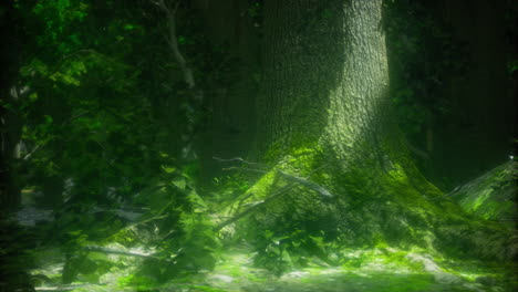 sunlight filters through trees onto the forest floor in a lush woodland area