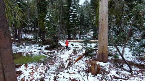 Girl-hiking-outdoor-deep-into-the-forest-with-big-green-fir-trees,-stepping-carefully-on-white-snow