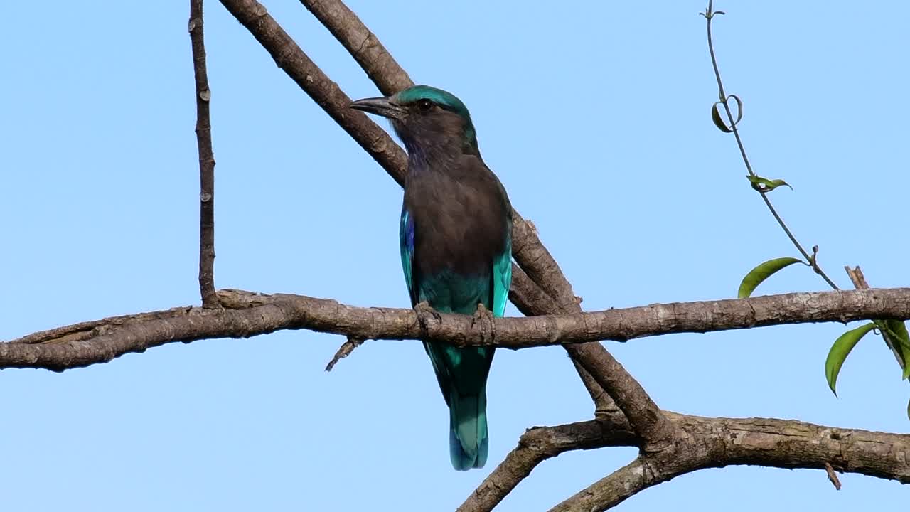 인디언 롤러는 태국에서 흔히 볼 수 있으며 지방 및 국립 공원을 여행할 때 쉽게 볼 수 있습니다.
