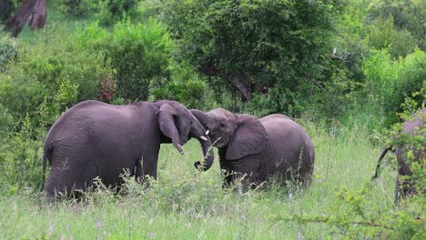 full body shot of two elephants tussling, kruger national park