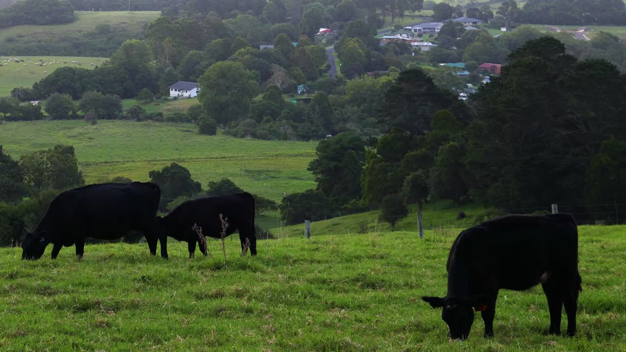 緑の畑で牛がを食べて交流している