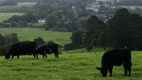 cows feeding and interacting in green field