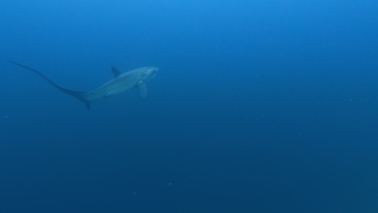 깊은 파란 바다에서 상승하는 트레셔 상어, 넓은 추적